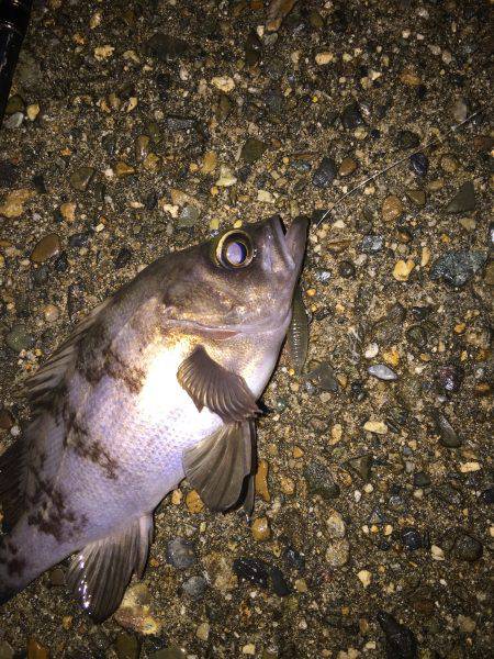 今日もライトゲーム